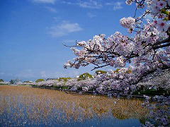 佐賀城公園　春の桜