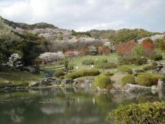 金立山いこいの広場　春の桜